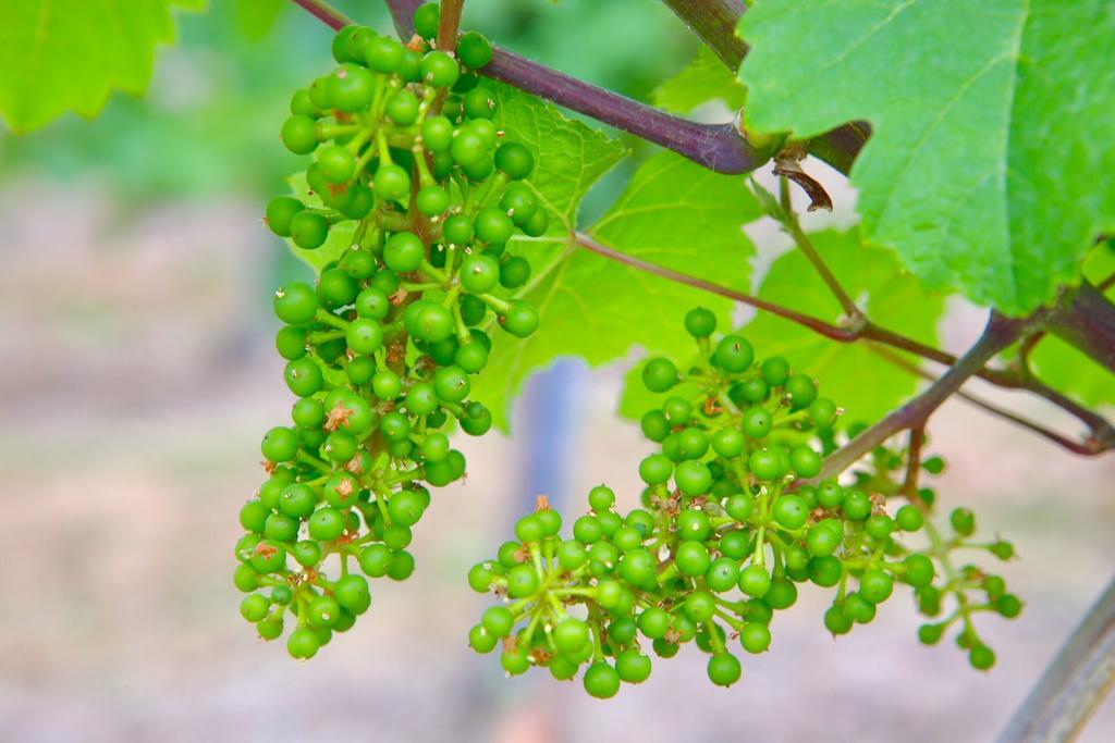 מלון בראונברג Weingut Bastian מראה חיצוני תמונה